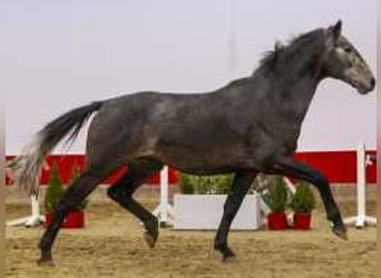 Zangersheide, Stallone, 3 Anni, 170 cm, Grigio