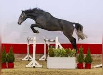 Zangersheide, Stallone, 3 Anni, 170 cm, Grigio