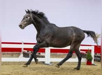 Zangersheide, Stallone, 3 Anni, 170 cm, Grigio