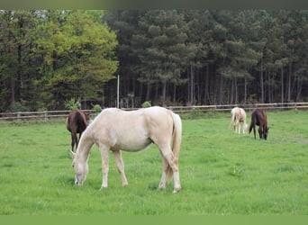 Zangersheide, Stallone, 3 Anni, 170 cm, Palomino