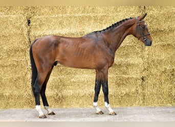 Zangersheide, Stallone, 3 Anni, 171 cm, Baio