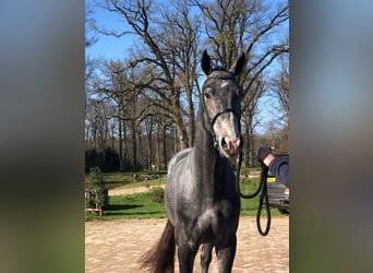 Zangersheide, Stallone, 3 Anni, 171 cm, Leardo