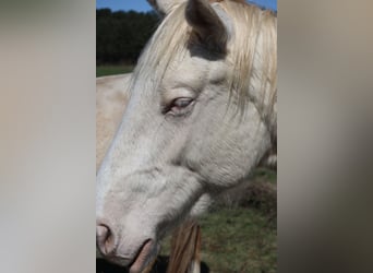 Zangersheide, Stallone, 3 Anni, 172 cm, Perlino