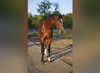 Zangersheide, Stallone, 3 Anni, 174 cm, Baio scuro
