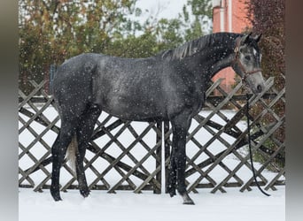 Zangersheide, Stallone, 3 Anni, 174 cm, Grigio