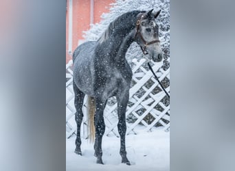 Zangersheide, Stallone, 3 Anni, 174 cm, Grigio