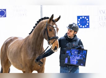 Zangersheide, Stallone, 3 Anni, 175 cm, Baio ciliegia