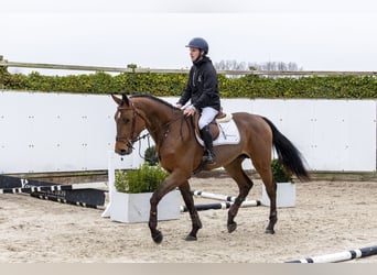 Zangersheide, Stallone, 3 Anni, 175 cm