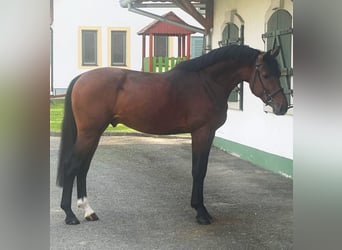 Zangersheide, Stallone, 3 Anni, Baio
