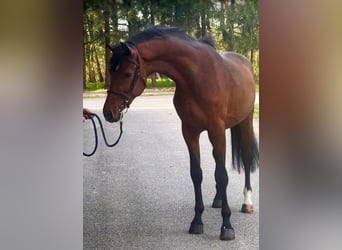 Zangersheide, Stallone, 3 Anni, Baio