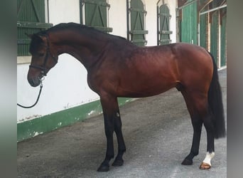 Zangersheide, Stallone, 3 Anni, Baio
