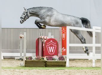 Zangersheide, Stallone, 3 Anni, Grigio