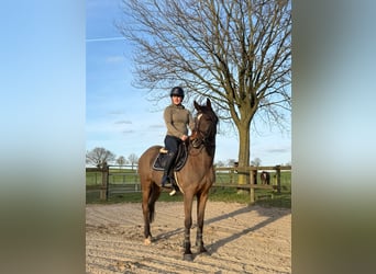 Zangersheide, Stallone, 4 Anni, 153 cm, Baio