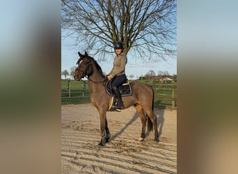 Zangersheide, Stallone, 4 Anni, 153 cm, Baio