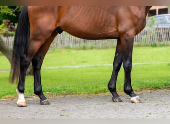 Zangersheide, Stallone, 4 Anni, 156 cm, Baio