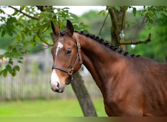 Zangersheide, Stallone, 4 Anni, 156 cm, Baio