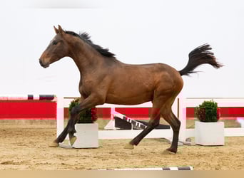 Zangersheide, Stallone, 4 Anni, 157 cm, Baio scuro