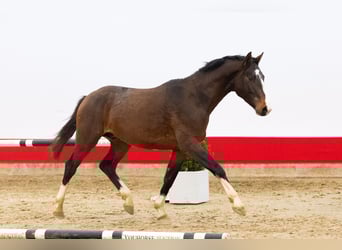 Zangersheide, Stallone, 4 Anni, 160 cm