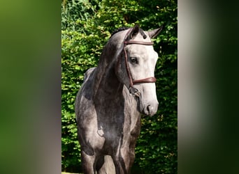 Zangersheide, Stallone, 4 Anni, 164 cm, Grigio