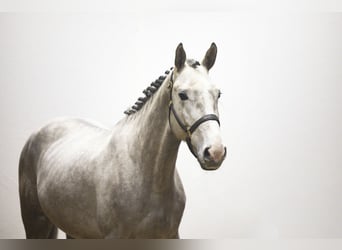 Zangersheide, Stallone, 4 Anni, 167 cm, Grigio