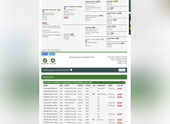 Zangersheide, Stallone, 4 Anni, 167 cm, Sauro