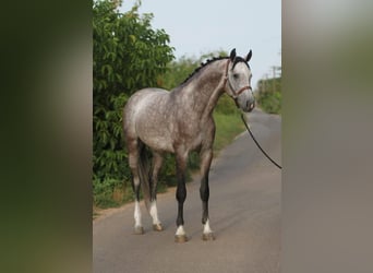 Zangersheide, Stallone, 4 Anni, 168 cm, Baio scuro