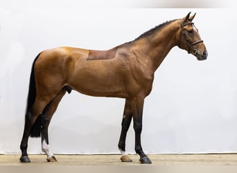 Zangersheide, Stallone, 4 Anni, 169 cm