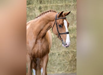 Zangersheide, Stallone, 4 Anni, 169 cm, Sauro