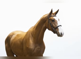 Zangersheide, Stallone, 4 Anni, 169 cm, Sauro