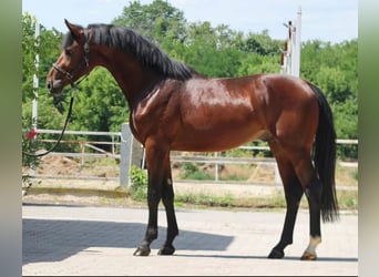 Zangersheide, Stallone, 4 Anni, 170 cm