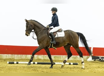 Zangersheide, Stallone, 4 Anni, 172 cm