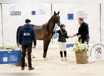 Zangersheide, Stallone, 4 Anni, 173 cm, Baio scuro