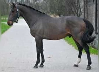 Zangersheide, Stallone, 5 Anni, 160 cm, Baio ciliegia