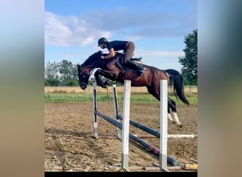 Zangersheide, Stallone, 5 Anni, 165 cm, Baio