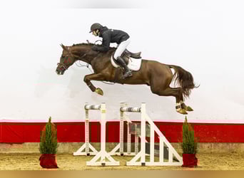 Zangersheide, Stallone, 5 Anni, 165 cm, Sauro