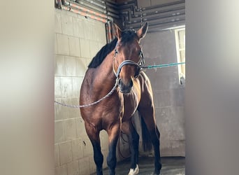 Zangersheide, Stallone, 5 Anni, 167 cm, Baio