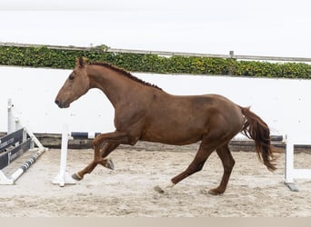 Zangersheide, Stallone, 5 Anni, 167 cm