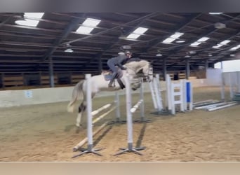 Zangersheide, Stallone, 5 Anni, 168 cm, Grigio pezzato