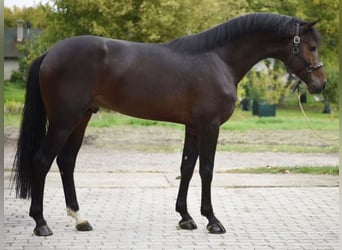 Zangersheide, Stallone, 5 Anni, 169 cm, Baio scuro
