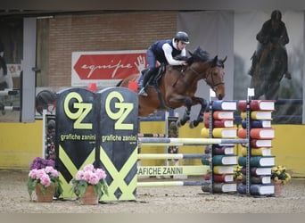 Zangersheide, Stallone, 5 Anni, 177 cm, Baio