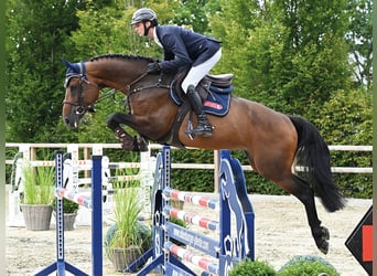 Zangersheide, Stallone, 6 Anni, 166 cm, Baio