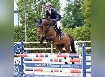 Zangersheide, Stallone, 6 Anni, 166 cm, Baio