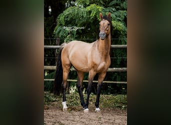 Zangersheide, Stallone, 7 Anni, 163 cm, Falbo