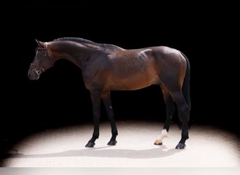 Zangersheide, Stallone, 8 Anni, 171 cm, Baio