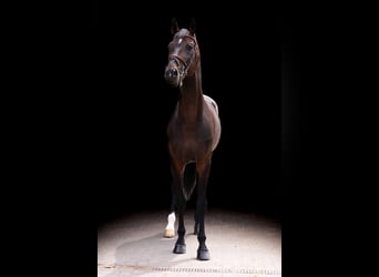 Zangersheide, Stallone, 8 Anni, 171 cm, Baio