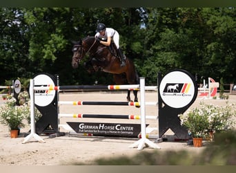 Zangersheide, Stallone, 8 Anni, 171 cm, Baio