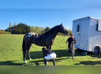 Zangersheide, Stallone, 8 Anni, 175 cm, Leopard