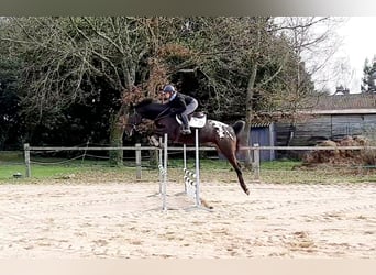 Zangersheide, Stallone, 8 Anni, 175 cm, Leopard