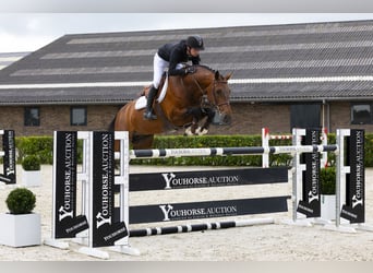 Zangersheide, Stallone, 9 Anni, 165 cm, Baio