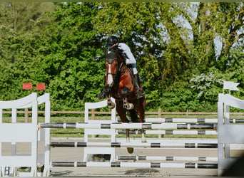 Zangersheide, Stallone, 9 Anni, 172 cm, Baio
